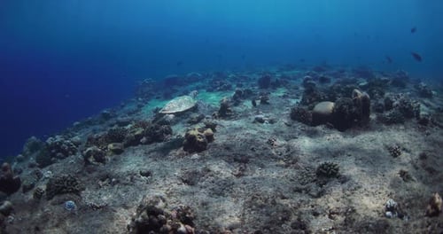 Sea Turtle Swim Underwater in the Tropical Blue Ocean