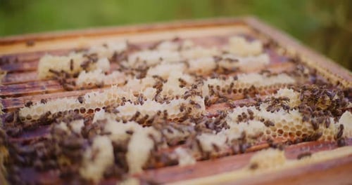Bees Working on Honeycomb in the Daytime