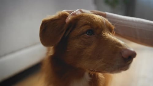 Adorable Dog Being Pet Affectionately Indoors
