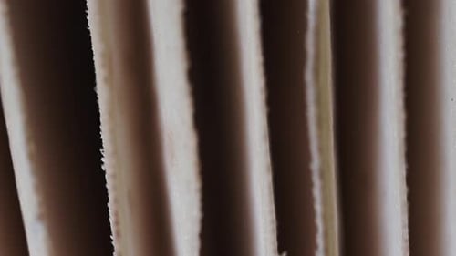 Macro Footage of Striped Organic Material