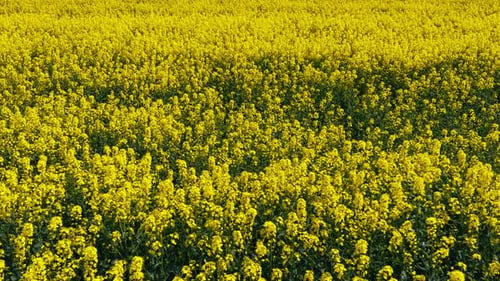 Blühendes Rapsfeld an einem sonnigen Tag im Flug über atemberaubende gelbe Rapsfelder im Frühjahr, Luftbild