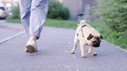 Pug Puppy Walking with Owner Cute Funny Pug Dog Runs Along the Road at Summer in Park Pug Owner