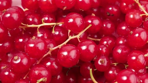 Fresh, Juicy Red Currants Close Up