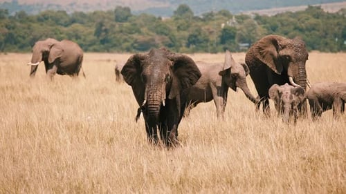 Elephants Grazing in the African Savanna
