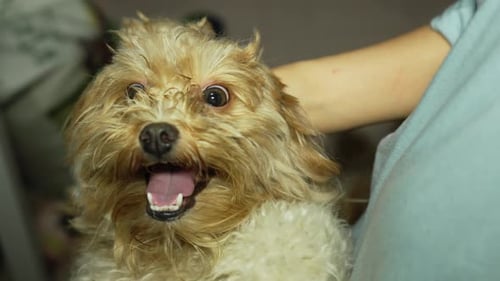 Tan Dog Being Petted Close Up