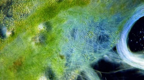 Cyanobacteria and green algae movement under microscope