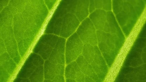 Ein frisches grünes Blatt (Bok Choy-Blätter) im Makrovideo.