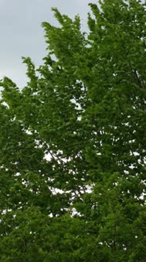Green Tree Leaves Blowing in Wind Vertical Video