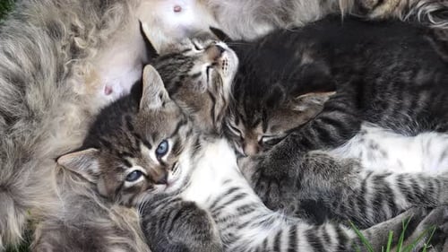 Three Tabby Kittens Sleeping Peacefully on Their Mother’s Fur in a Cozy Moment