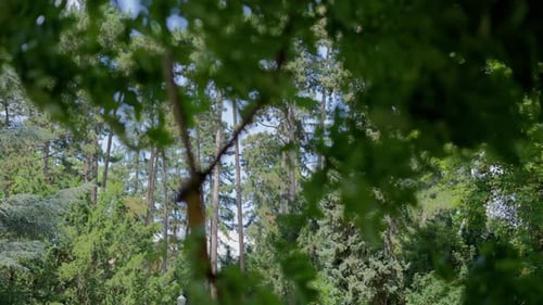 Long Pine Trees in the Park in the background. Wind playing with Leaves in the foreground during a s