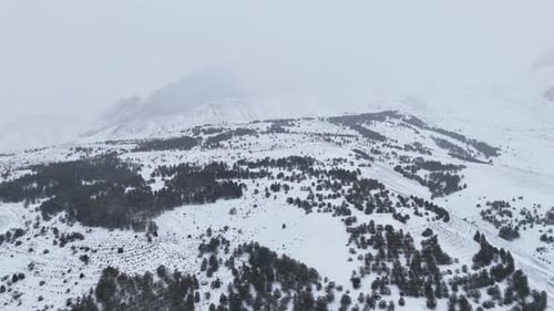 snowy winter forest