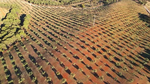 Aerial shot of a hill surrounded by olive fields in Spain