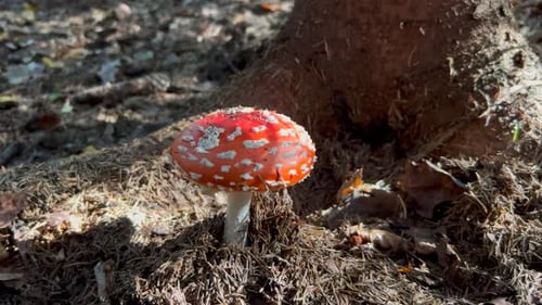 A Beautiful Poisonous Toadstool Mushroom in the Middle of the Forest