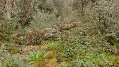 Cloud forest and vegetation, steady cam