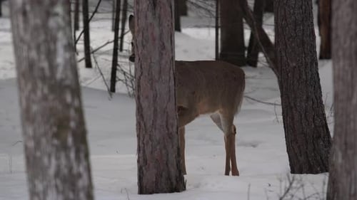Deer walking in a wintery forest covered in snow