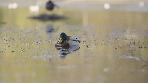 Mallard Duck Drinking from Tranquil Pond in a Serene Natural Setting