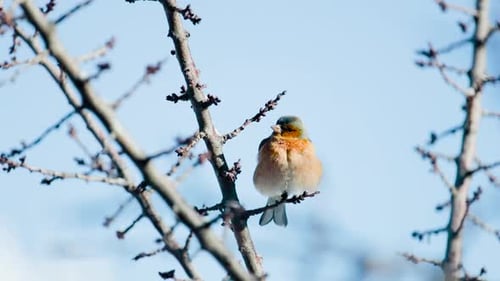 Bird perched on bare branch against blue sky