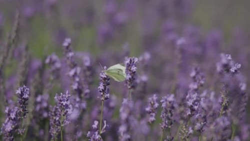 Vista cercana de la lavanda en flor con una mariposa en la parte superior