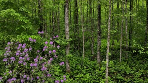 Regenwälder