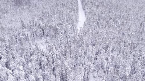 Aerial winter landscape with pine trees covered with snow in spruce forest in cold mountains