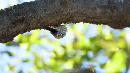 Striking Bird Hanging Underneath Tree Branch