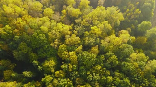 Amazing birds eye drone Aerial over Green and Yellow Fall / Autumn Trees during the day