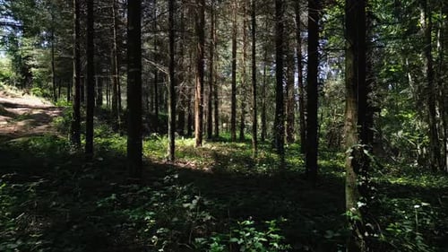 Aerial footage through forest with beautiful sunlight coming through trees