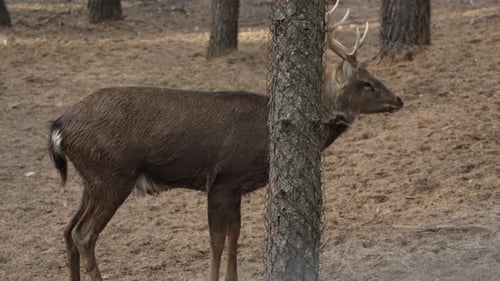 Majestic Deer Standing Near Tree in Forest