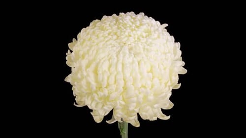 Close Up of a White Chrysanthemum Flower