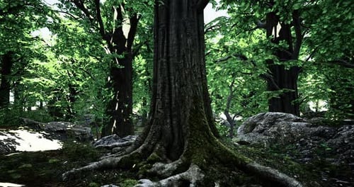 Majestic Tall Tree with Sprawling Roots in a Lush Green Forest Setting