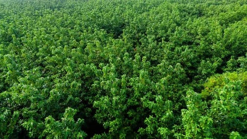 Aerial view from top of green forest tree