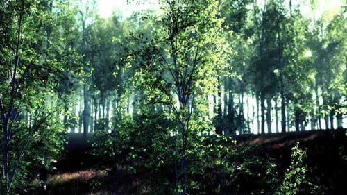 Sunrise or Sunset in a Spring Birch Forest with Rays of Sun Shining