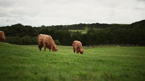 Three beautiful highland cows grazing in the scottish highlands- Static shot