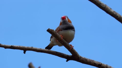 A pair of zebra finchs (Taeniopygia guttata) perched on a branch against a clear blue sky, close up