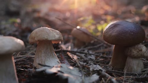 Ripe porcini mushrooms (boletus or cep) in an autumn forest, shooting from below.