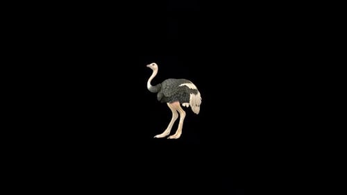 Ostrich Idle 3