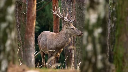 Red deer in forest