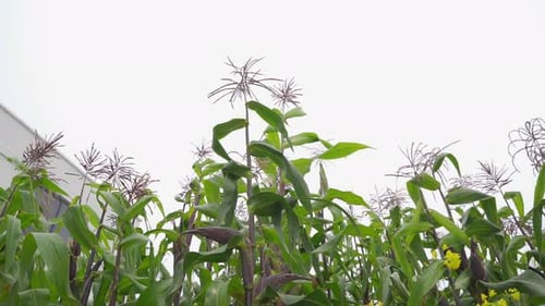 corn plants in the wind