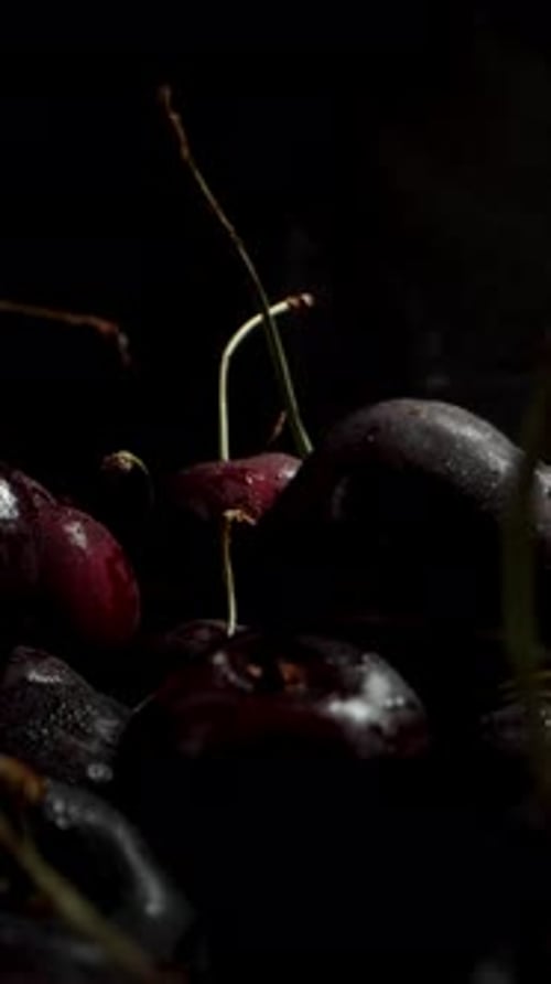 Vertical video. A large quantity of cherries emerges from darkness into the light. Close-up shot.
