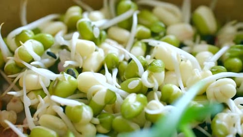 Fresh Green Mung Bean Sprouts Germinating