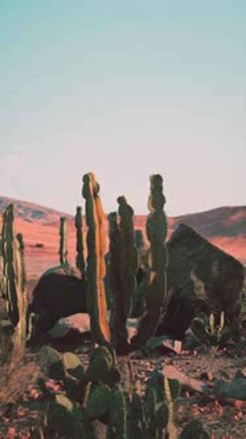Group of Large Cactus Plants in Desert