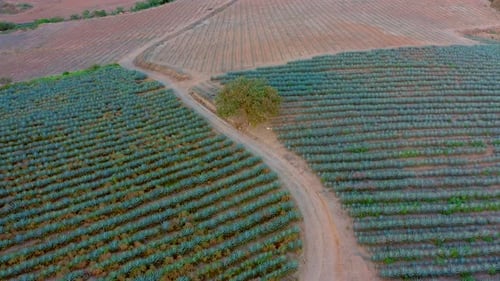 Landscape plantation sowing of agave tequila liquor mezcal maguey plant sown in jalisco Mexico