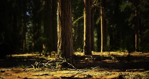 A luz solar filtra através de árvores altas em um encontro sereno na floresta