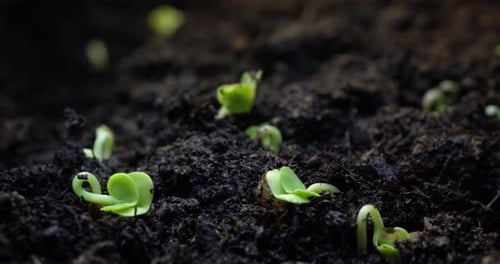 Germination of a Sprout From the Ground and the Appearance of a Plant in Nature