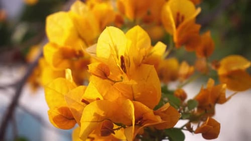 A buganvília floresce nas árvores no início da primavera.
