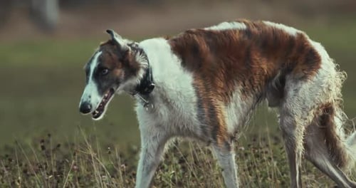 Un barzoï se promène au milieu des hautes