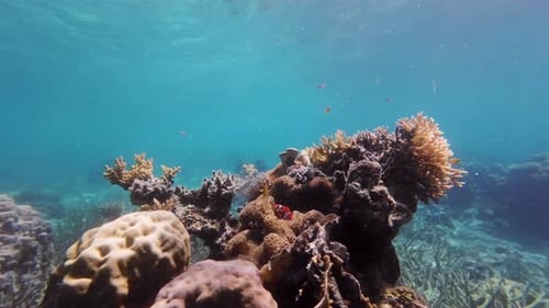 Coral Reef and Clown Fish in Tropical Sea