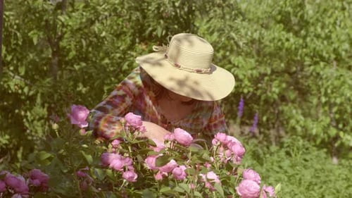 Female gardening beside her house on bright, sunny day. Woman pruning flowers in orchard, cuts a bus
