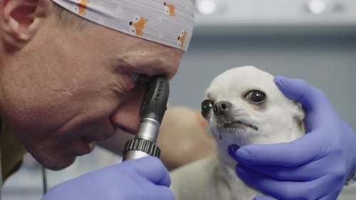 Veterinarian Examining Chihuahua with Ophthalmoscope