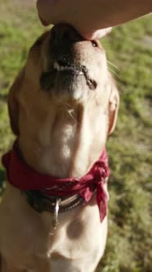 Очень счастливая собака в красочной бандане наслаждается веселыми играми на свежем воздухе под солнцем